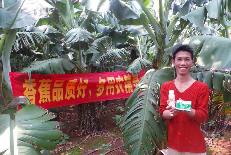 差距這么大， 是真的嗎？ 銀農(nóng)故事匯—香蕉篇