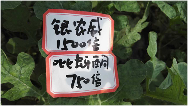 【探索】是什么讓黃蚜如此落??？