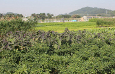 菜地難種、施肥低效、薊馬高發(fā)，咋辦？這里有高招！